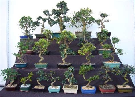 lv bonsai|wholesale bonsai plants for sale.